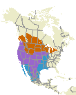 Western Meadowlark