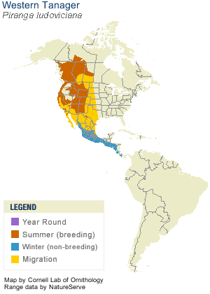 Western Tanager Range Map