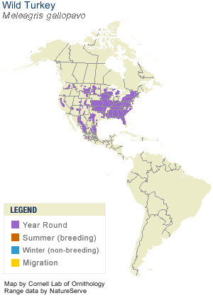 Wild Turkey Range Map