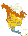 Wilson's Warbler