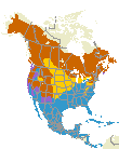 Yellow-rumped Warbler