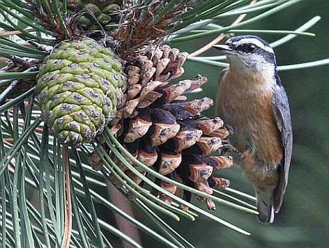 Red-breasted Nuthatch