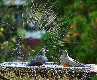 Robins in Birdbath