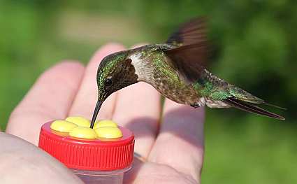 Nectar Dots Handheld Hummingbird Feeders Red/Yellow