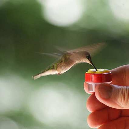NEW 3 HUM-Buttons™ Mini Hand Held Hummingbird Feeders SET NIFTY THRIFY 