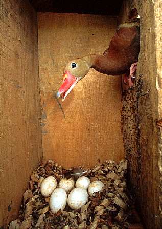 Black Bellied Whistling Ducks