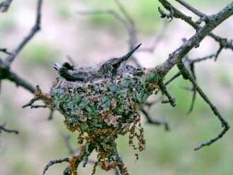 Hummingbird Nest