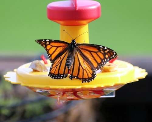 Butterfly Feeder