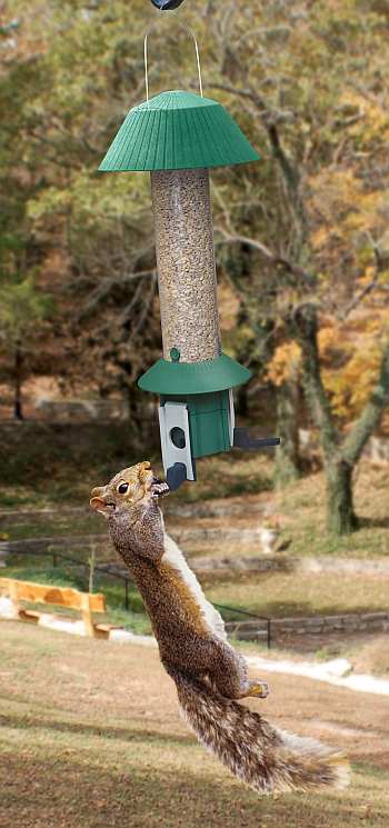 Squirrel Defeater Bird Feeder