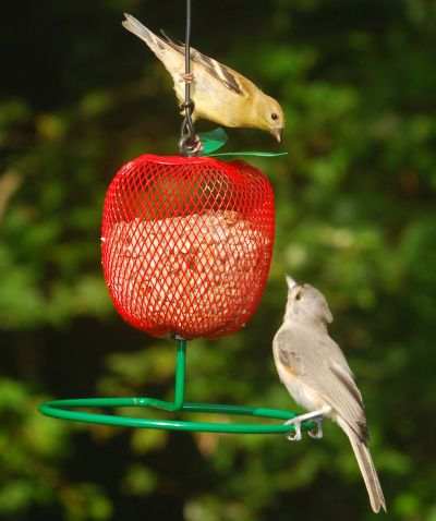 Apple Goldfinch Feeder