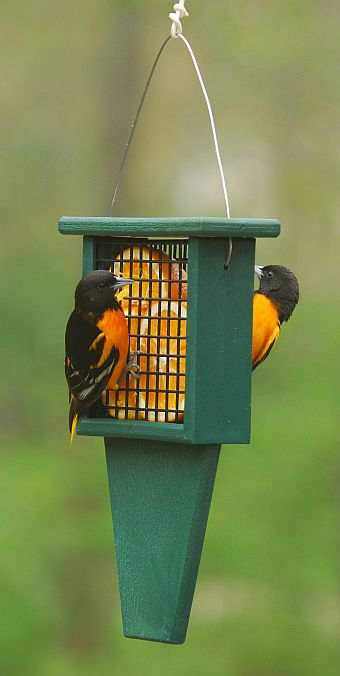 Rubicon Recycled Suet Feeder can also be used to feed fresh fruit to orioles and other fruit loving songbirds!