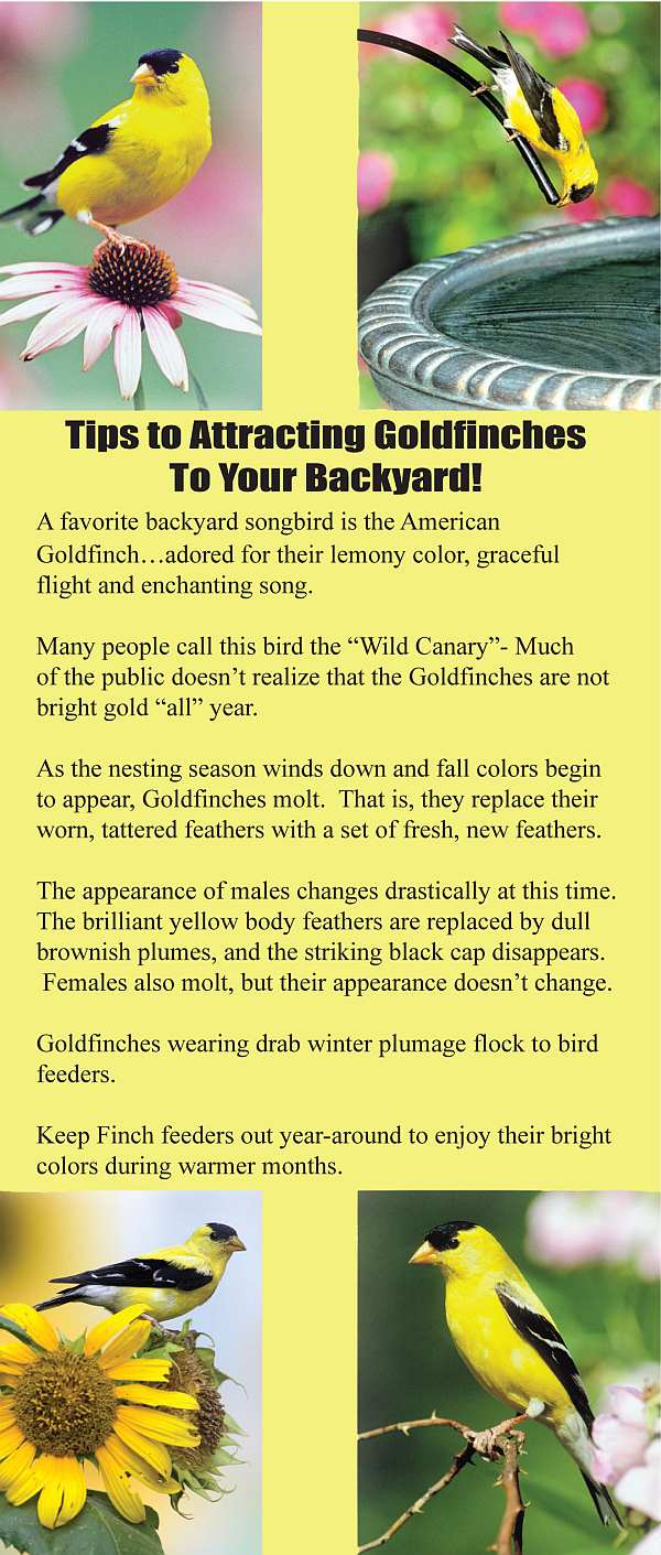 Tios To Attracting Goldfinches To Your Backyard