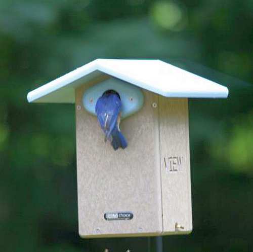 Bird's Choice Recycled Plastic Ultimate Bluebird House with Viewing Window