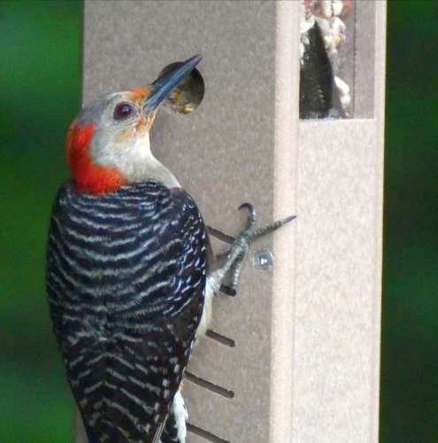 Second Nature Recycled Plastic Woodpecker Feeder
