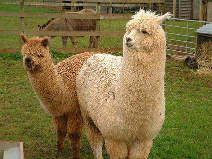 Farm Raised Alpacas