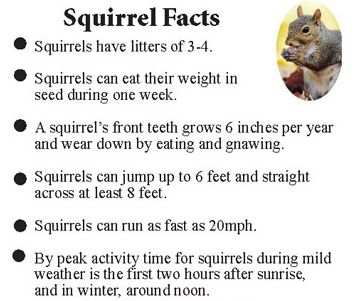 Squirrel Facts
