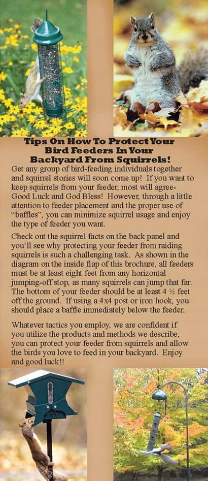 Tips on how to protect your bird feeders in your backyard from squirrels