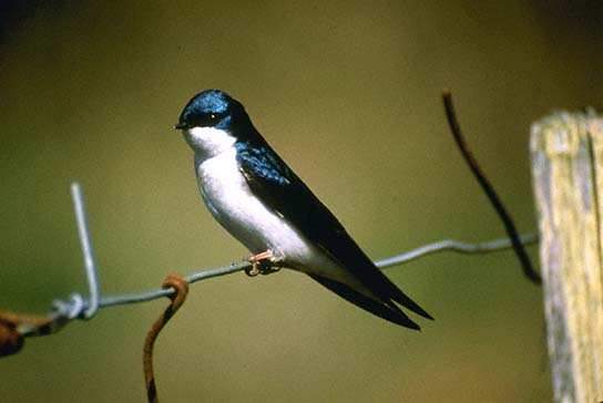 Tree Swallow