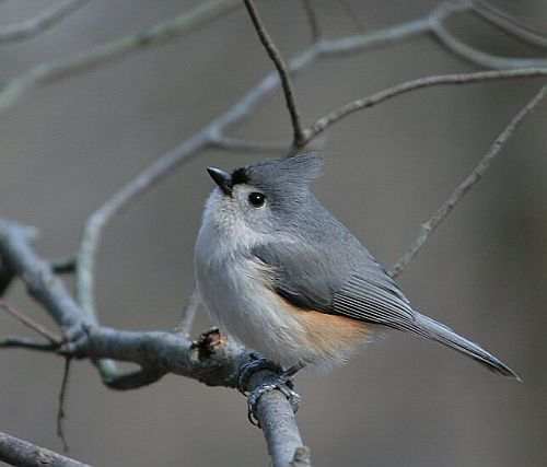 Tufted Titmouse