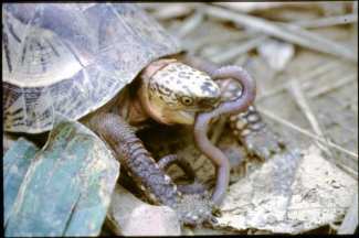 European Nightcrawlers are great for feeding turtles and other pets!