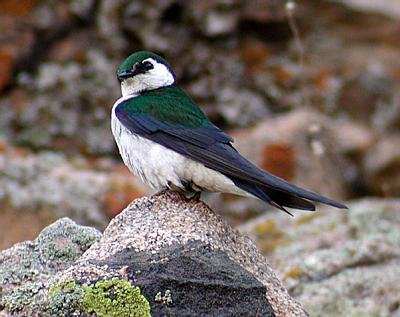 Violet-green Swallow