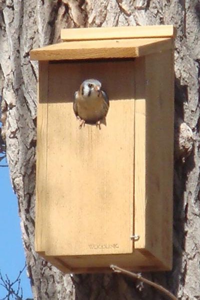 Woodlink Cedar Screech Owl and Kestrel House
