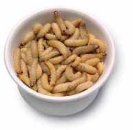 Waxworms 50 Count Cup 6-Pack, Live Farm Fresh Waxworms, Live Cupped Waxworms  at Songbird Garden