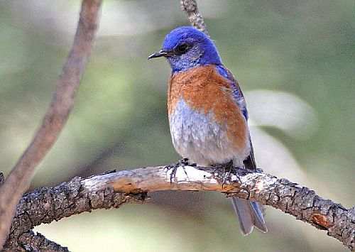 Western Bluebird