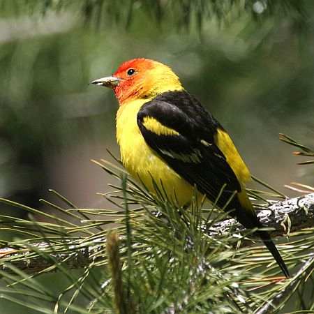 Western Tanager