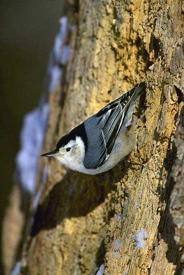 White-breasted Nuthatch