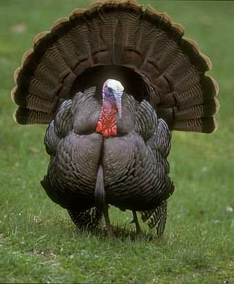 Male Wild Turkey