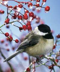 Winter Chickadee