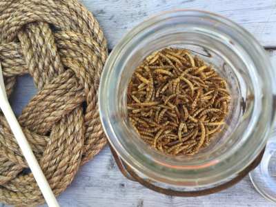 You Do It Suet Cakes - Mealworms