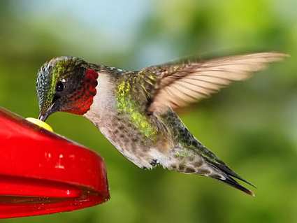 Ruby-Throated Hummingbird